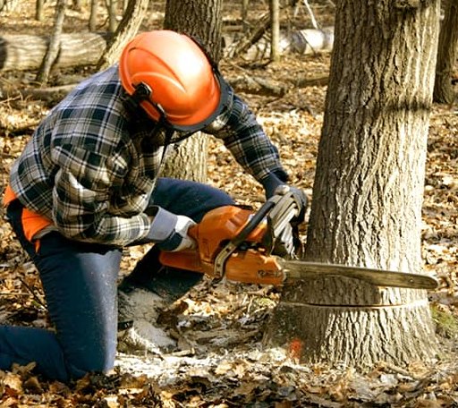 Tree Removal in Brandamore, PA